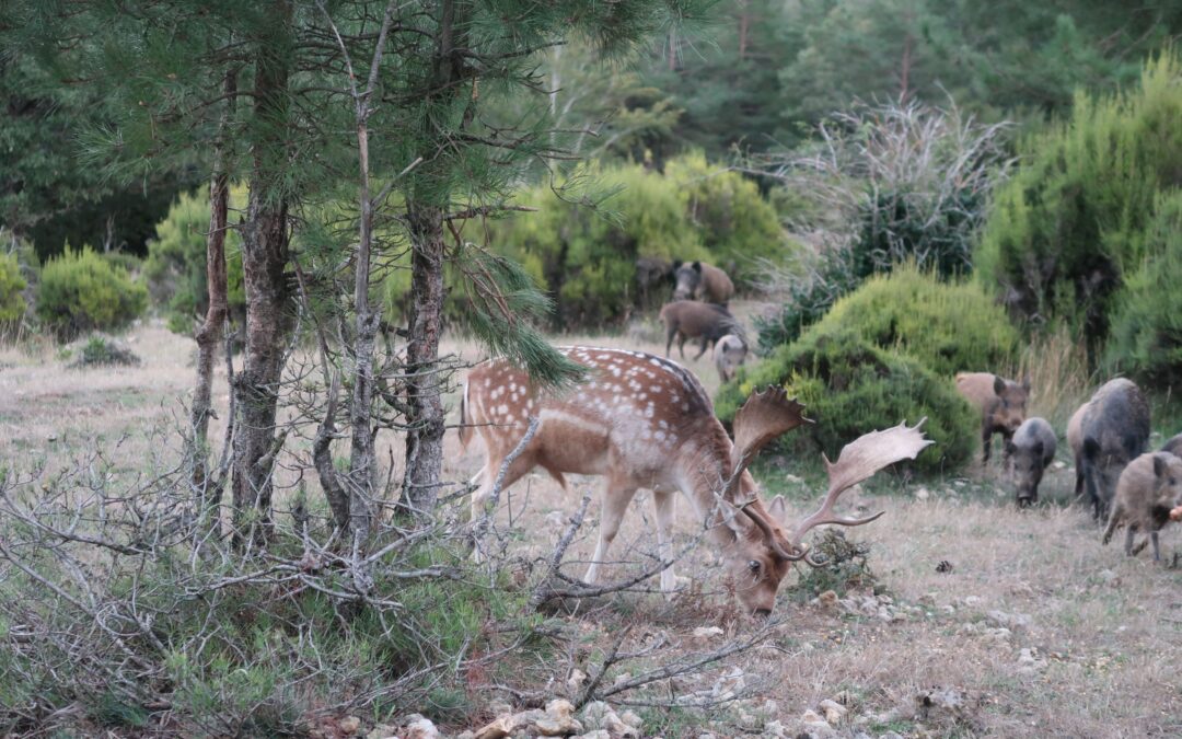 Parc animalier